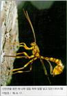 Korean Insect: Mud Dauber Wasp J01 - Laying eggs in tree bark