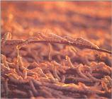 Silkworms (Bombyx mori)