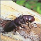 Korean Stag Beetle (Lucanus maculifemoratus)