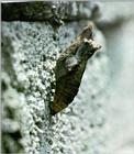 Korean Insect: Swallowtail Butterfly J01 - Pupae - Winter