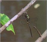 밑노란잠자리 Somatochlora graeseri (Yellow-bellied Dragonfly)