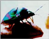 Clown Stink Bugs (3 images attached)