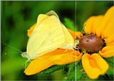 Korean Insect - Common Cabbage Butterfly J01 - mating pair on flower