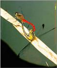 Korean Insect: Eurasian Red Dragonfly J01-mating pair
