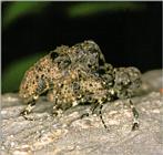 Korean Insect: Hairy Long-horned Toad Beetle J01 - mating - Moechotypa diphysis - 털두꺼비하늘소