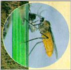 Korean Insect: Pine Needle Gall Midge J01 - closeup