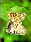 Korean Insect: Red-spotted Apollo Butterfly J01-mating