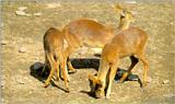 Korean Mammal: Chinese Water Deer J02 - herd foraging on ground
