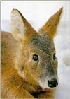 Korean Mammal: Chinese Water Deer J03 - Female face closeup