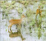 Korean Mammal: Chinese Water Deer J04 - Pair foraging in swamp