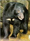 Korean Mammal: Manchurian Black Bear J02 - Closeup (반달곰)
