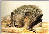 Korean Bats - Korean Long-nosed Goblin Bat (3 images)
