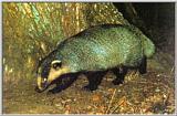 Korean Mammal - Eurasian badger - Meles meles melanogenys - 한국 오소리