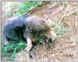 Korean mammal - Lesser Japanese Mole (두더지 Talpa micrura coreana)