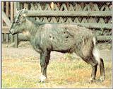 Korean Mammal - Manchurian Goral (2)  --> Amur goral (Naemorhedus caudatus)