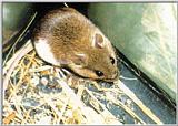 Korean Wood Mouse (Apodemus peninsulae) - 흰넓적다리붉은쥐