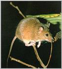 Korean Mammal - House Mouse (Mus musculus musculus)