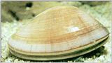 Korean Shell - White Clam - Meretric lusoria (백합)