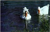 Korean Water Fowl - Swan Geese J01-Pair on water.jpg [1/1]