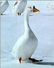 Korean WaterFowl-Swan Goose J02-walks on snow