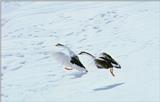 Korean Water Fowl-Swan Geese J03-Pair run away on snow