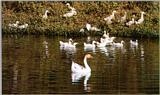 Korean Waterfowls - Swan goose - Domestic duck flock