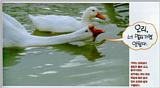 Korean Water Fowl-Chinese Goose J08-with Domestic Duck