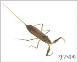 장구애비 Laccotrephes japonensis (Japanese Water Scorpion)