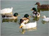 Mallard Ducks and Domestic Ducks 01