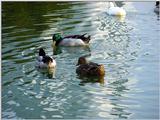 Mallard Ducks and Domestic Ducks 03