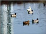 Mallard Ducks and Domestic Ducks 04