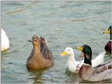 Mallard Ducks and Domestic Ducks 11
