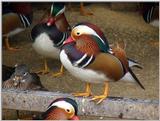 Mandarin Ducks (5/20)  -- 원앙