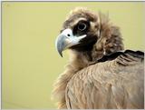 Cinereous Vulture Face (01/11 images) -- 독수리