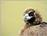 Cinereous Vulture Face (02/11 images) -- 독수리
