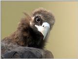 Cinereous Vulture Face (03/11 images) -- 독수리