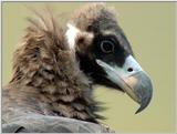 Cinereous Vulture Face (04/11 images) -- 독수리