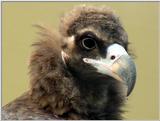 Cinereous Vulture Face (05/11 images) -- 독수리