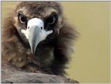 Cinereous Vulture Face (06/11 images) -- 독수리