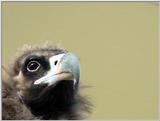 Cinereous Vulture Face (07/11 images) -- 독수리