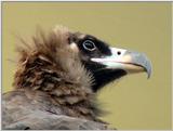 Cinereous Vulture Face (08/11 images) -- 독수리