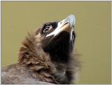 Cinereous Vulture Face (09/11 images) -- 독수리