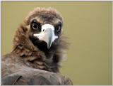 Cinereous Vulture Face (10/11 images) -- 독수리