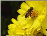 Hoverfly 2