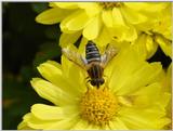 Hoverfly 3