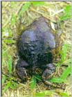 Korean Narrow-mouthed Frog J01-walks on grass.jpg (맹꽁이)