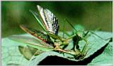 Korean Narrow-winged Mantis J02-female eating male (사마귀)