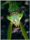 Korean Narrow-winged Mantis J03-eyes at day (사마귀)