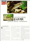 Korean Topmouth Gudgeon J03-article scanned (참붕어)
