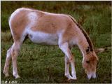 Turkmenian Wild Ass (Equus hemionus kulan)